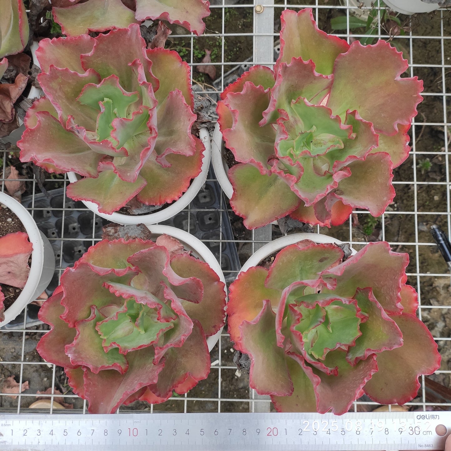 ZAJ060 ウェディング　ドレス（18cm pot）