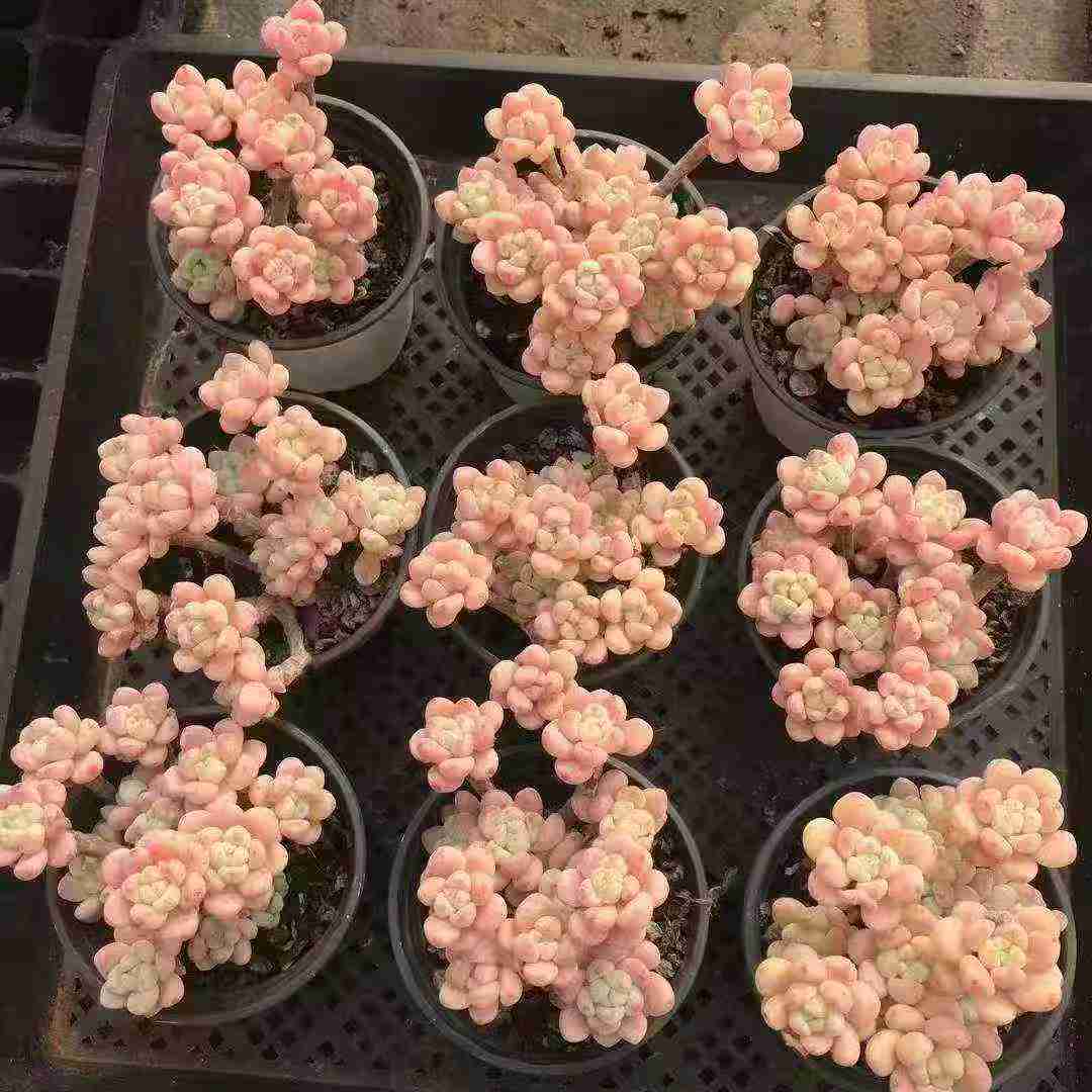 23564 クラバツム（10cm pot）