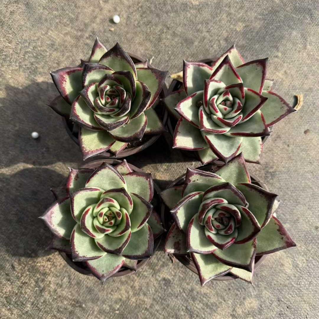 23195 ダークロード（9cm pot）