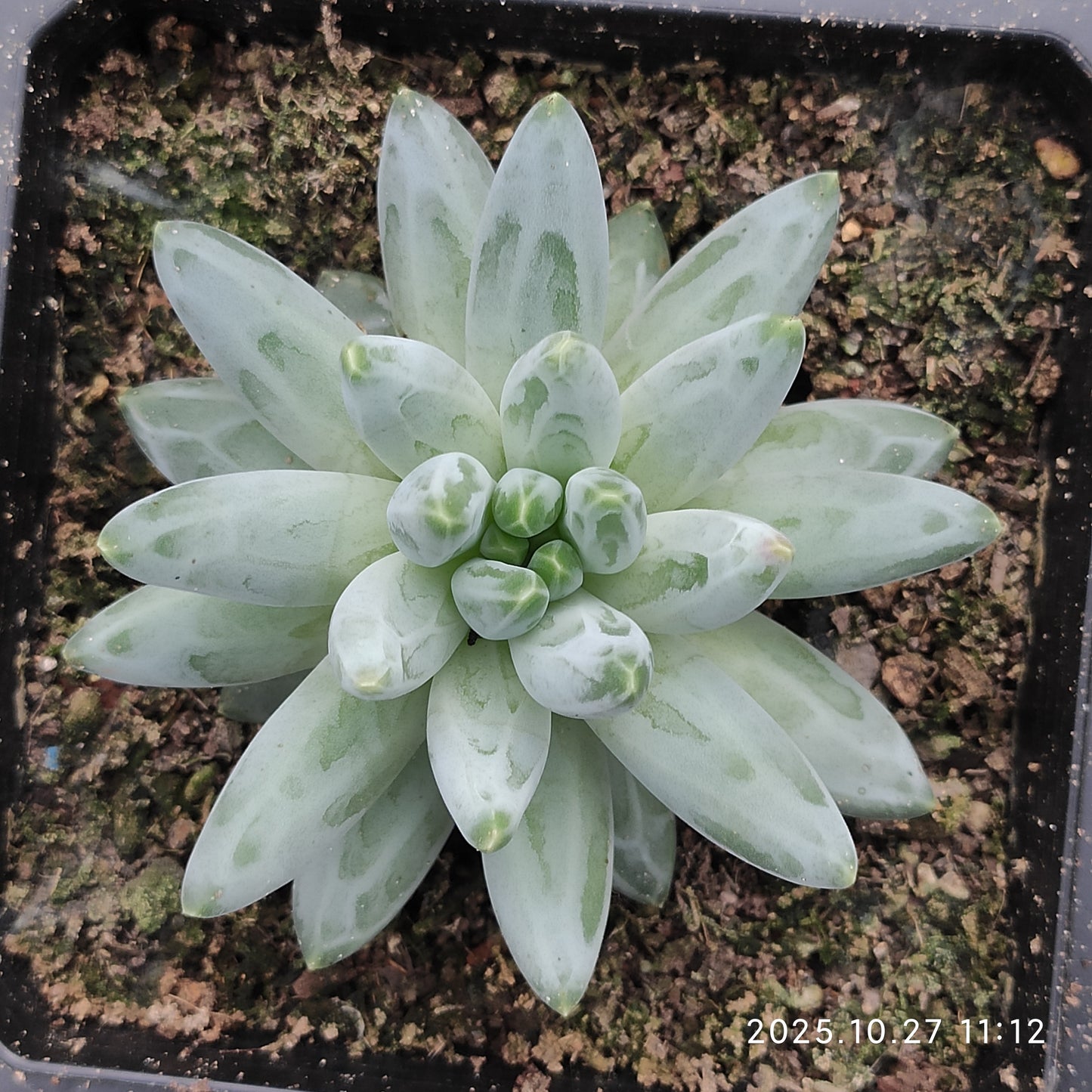 ZAJ079 イカーラス（12cm pot）