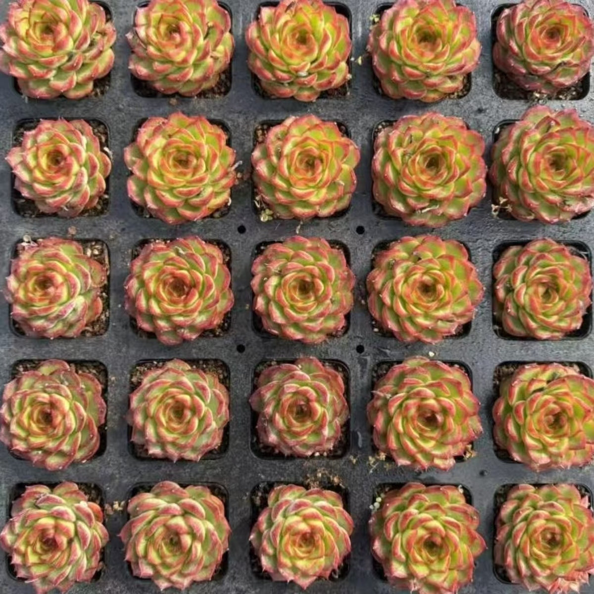 21486 オーバロード　フラワー（7cm pot）