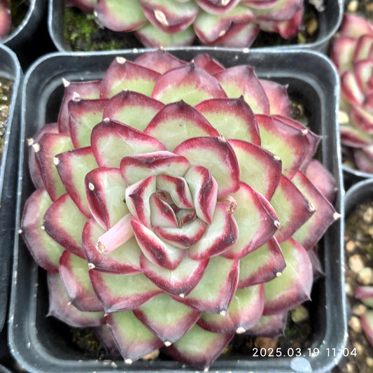 QN722 メキシコプリドニス(6.5cm pot)