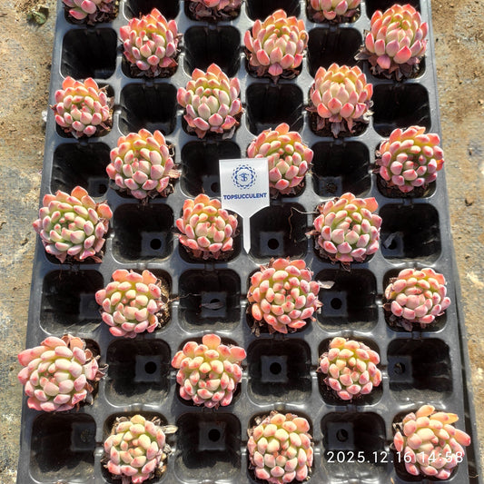 23534 ブルーエルフ（3cm pot）