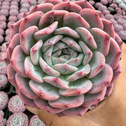 QNY184 ヘプブン(9cm pot)