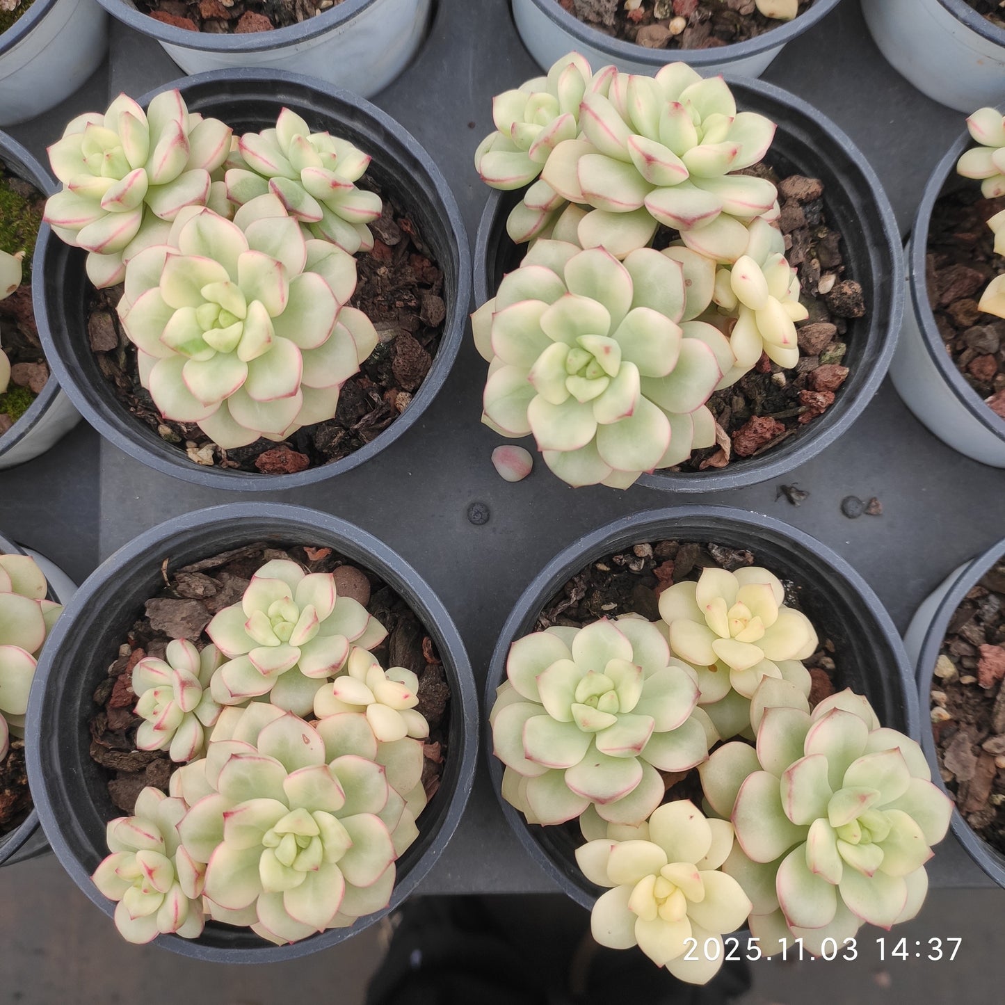 22323 タンゴ 錦（9cm pot）