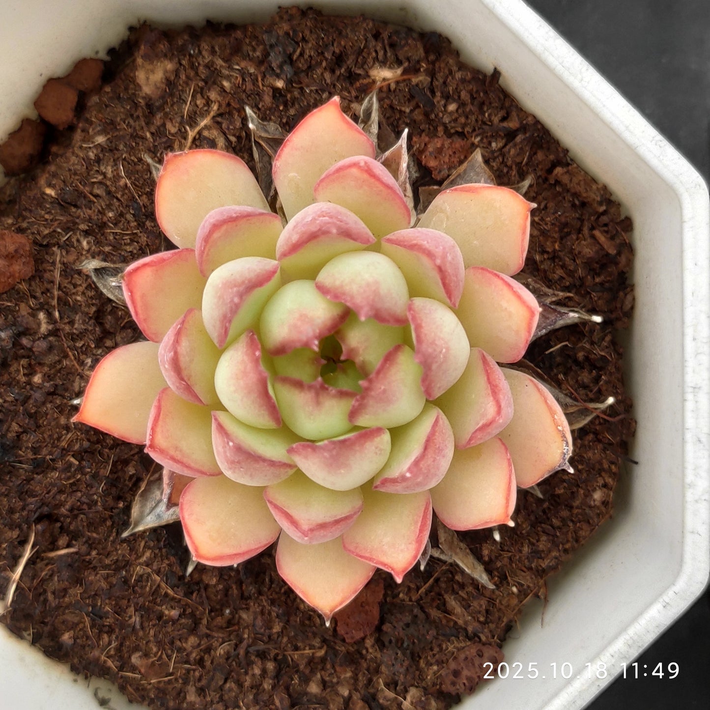 18573 ドリーム　トーク　ローズ（7cm pot）