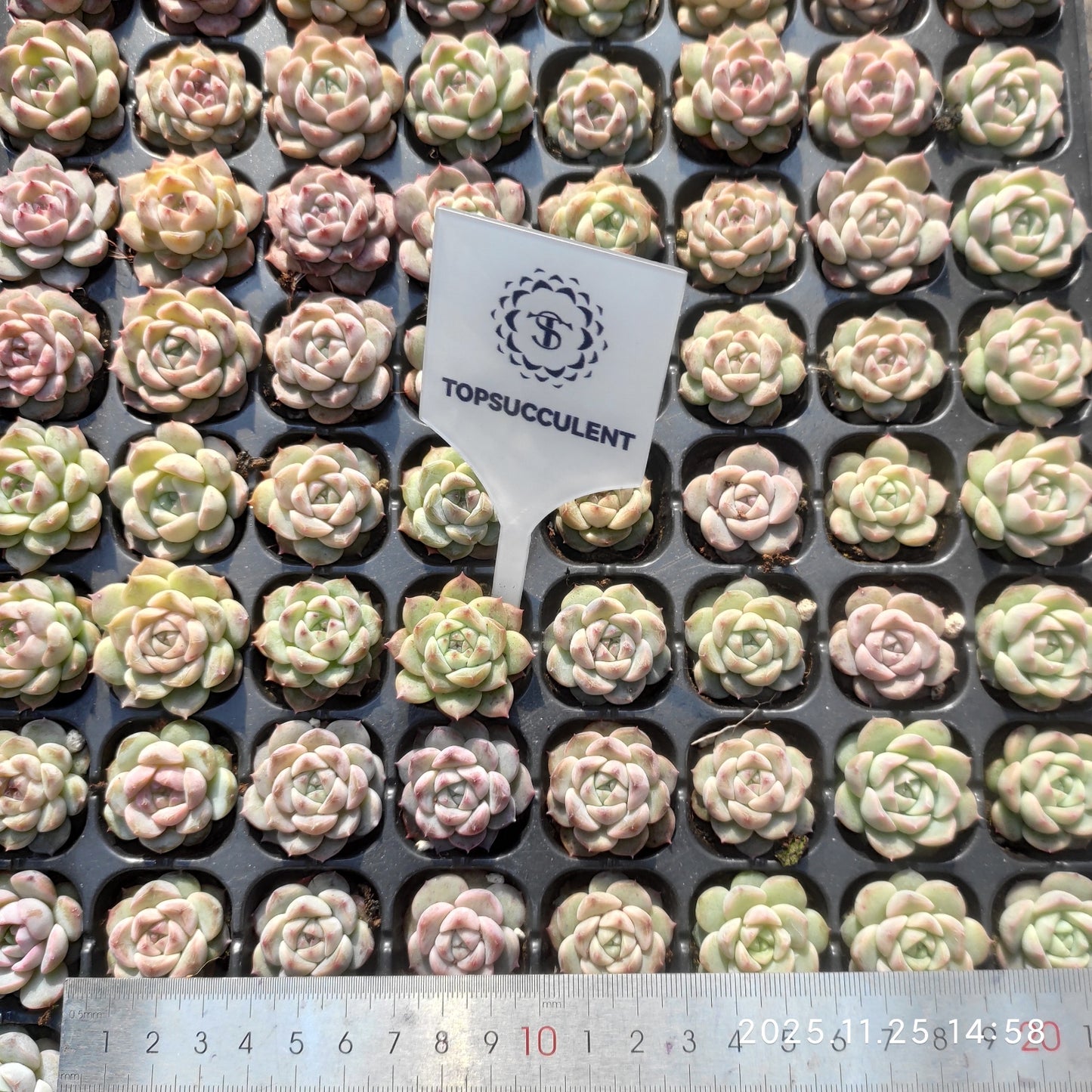 19413  アメイジンググレイス（3cm pot）（ポット苗）