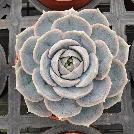 ZXX024 ブルーサプライズ（9cm pot）