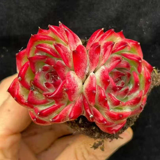 22001 コロラータ（6.5cm pot）