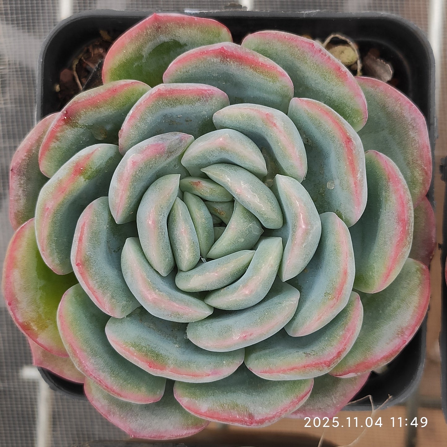 20759 アマビルHyb（7cm pot）