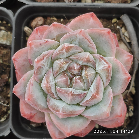 19871 ダイアモンド　ジェニーHyb（7cm pot）