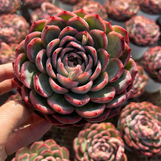 25758 シルエット