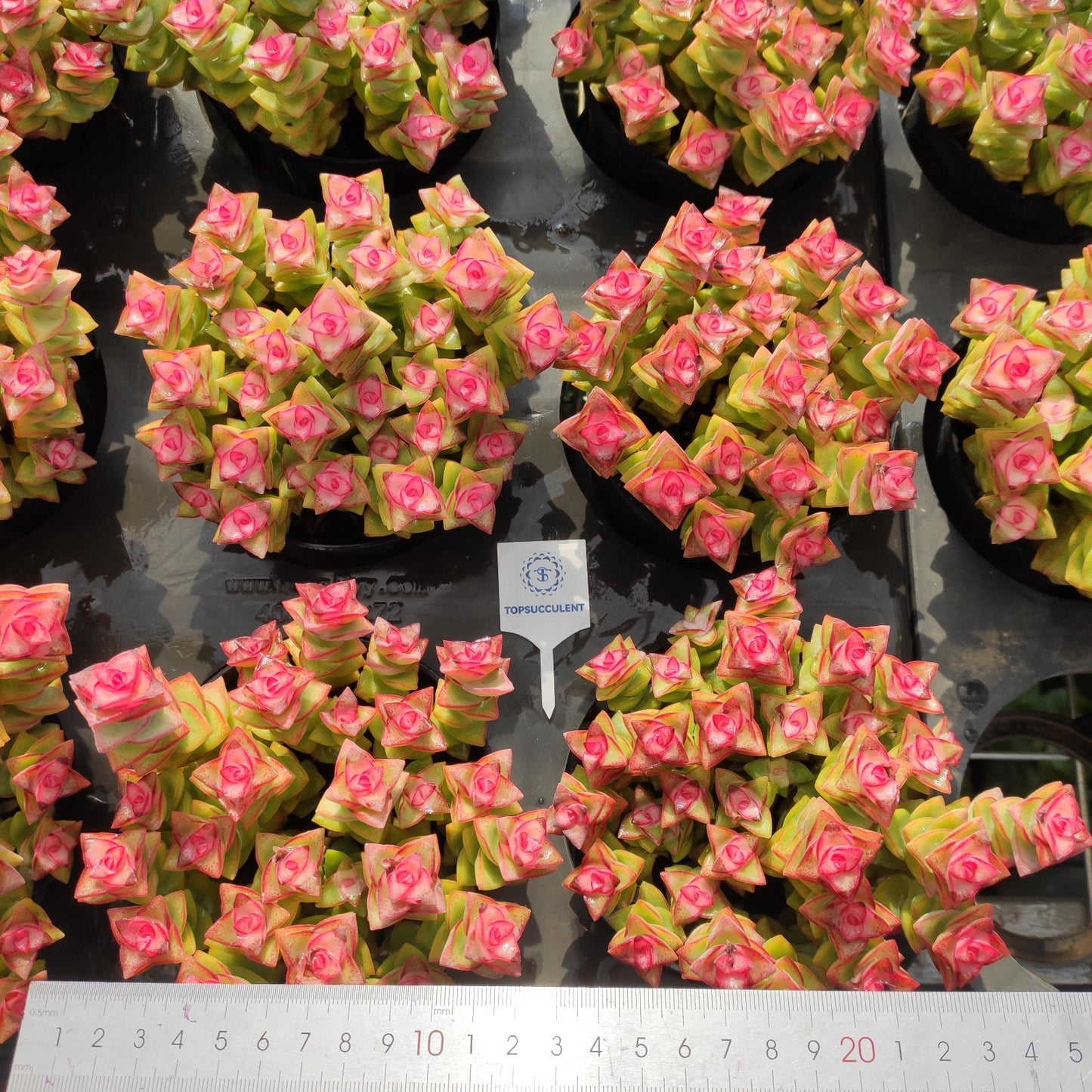 24513 星の王子薬錦