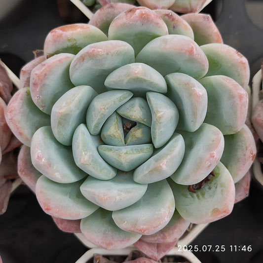 NGN207 スィックモンロー (7cm pot)