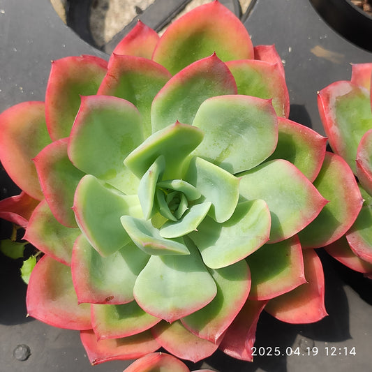 ZZA098 ルエラ （9cm pot）
