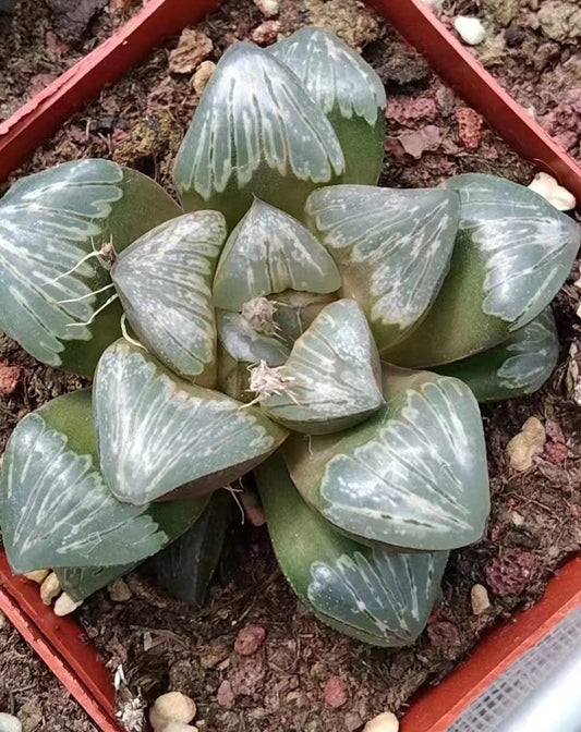 1667 銀竜（7cm pot）