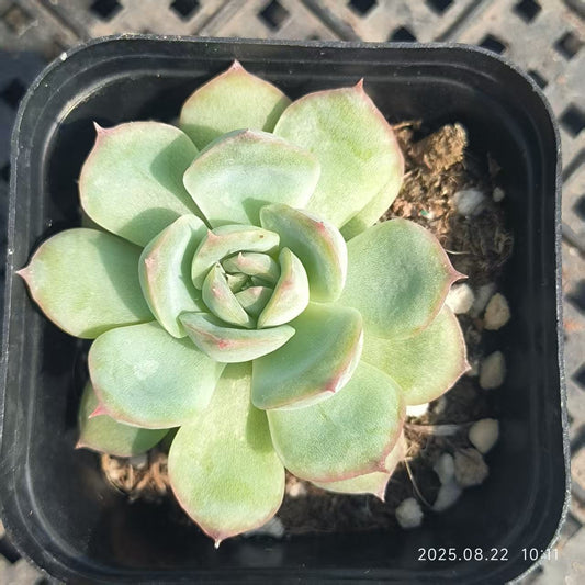 LYC112 シルエット（6.5cm pot）