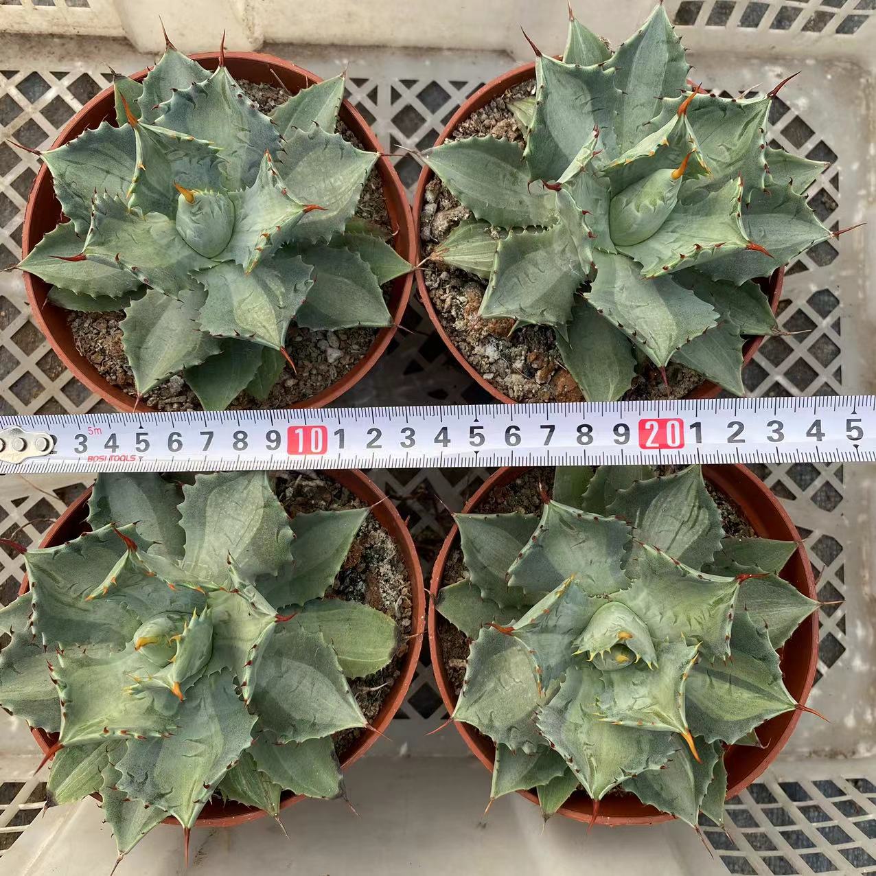 LJHH021 アガベ　ポタトルム　斑入り（12cm pot）