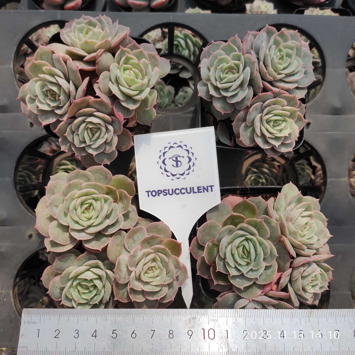 21108 オウンスロー（7cm pot）