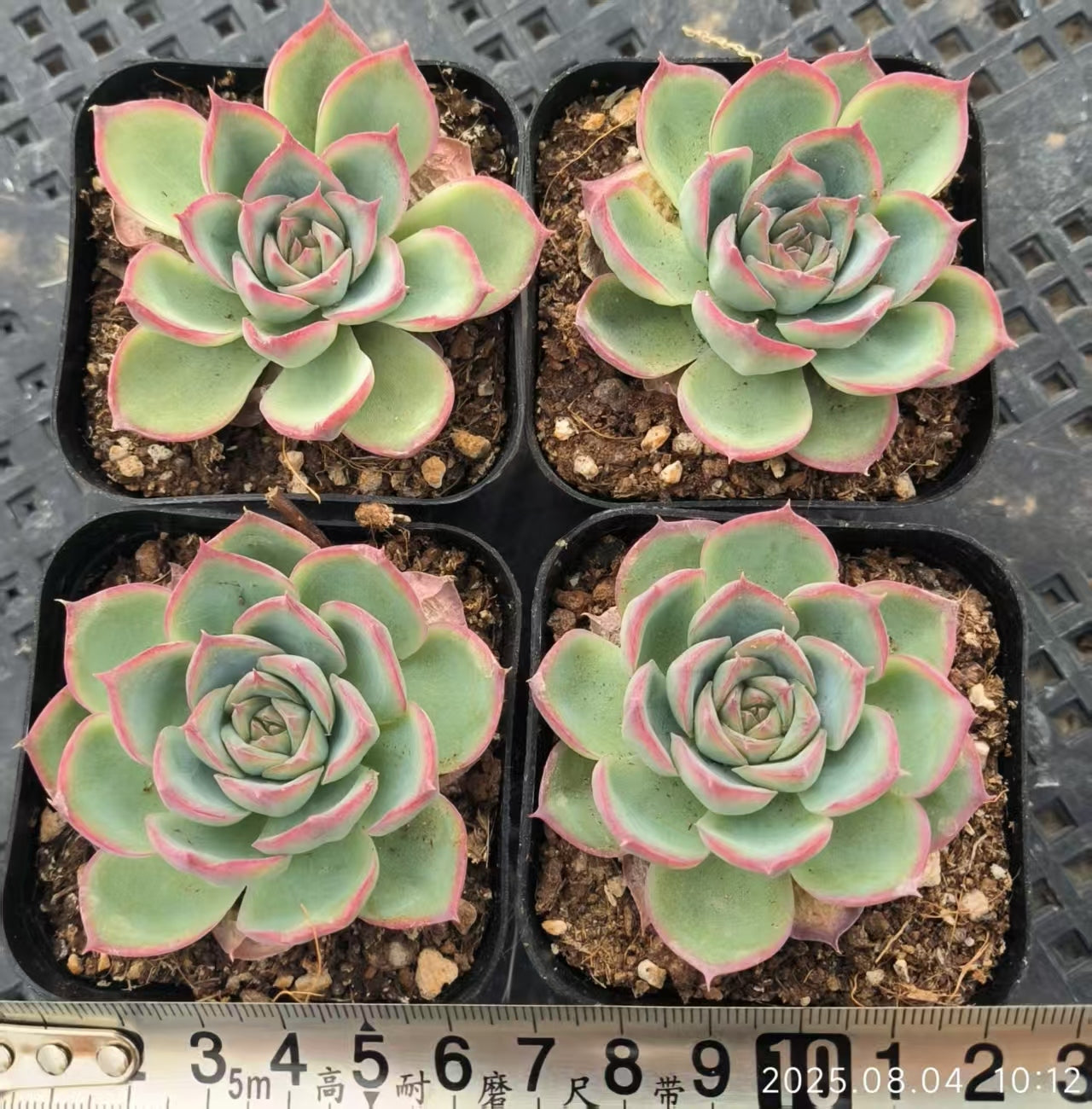 RDD182 シルエット (6.5cm pot)