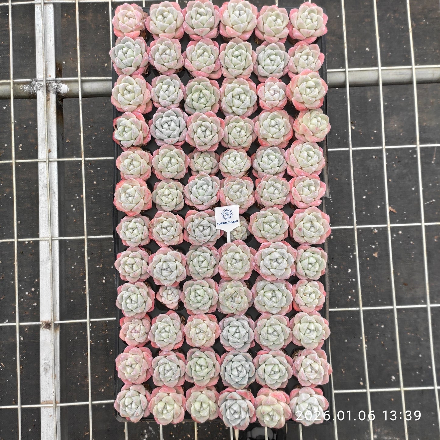 21768 アイスグリーン