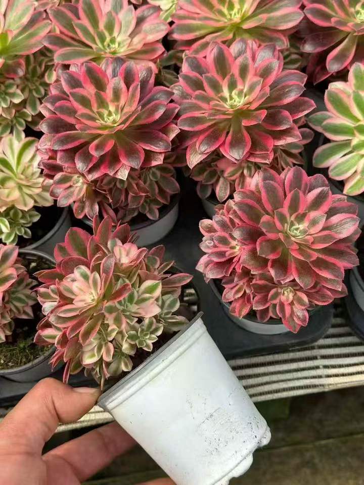 263711 アエオニウム　ウィッチ錦