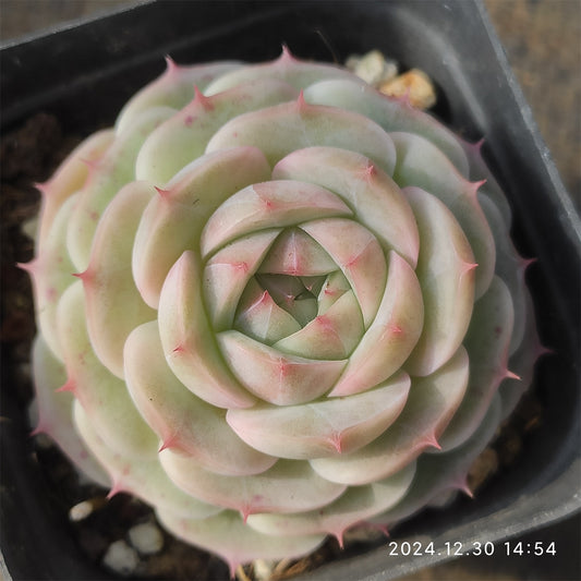 XQ525 バタフライ　フェアリー （7cm pot）