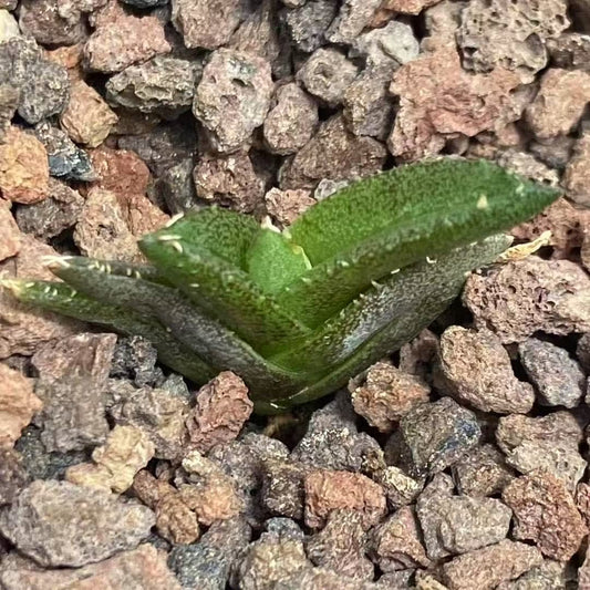 MH310 アガベ　チタノタ　金蟾王（5cm pot）