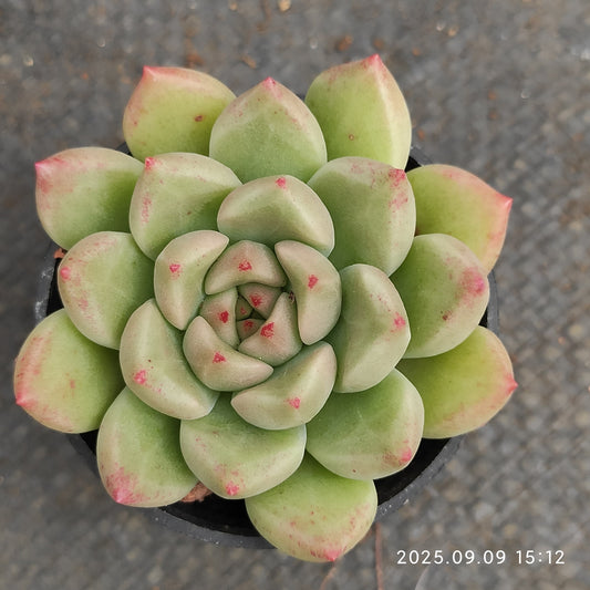MMT278 アリジェ（5.5cm pot）