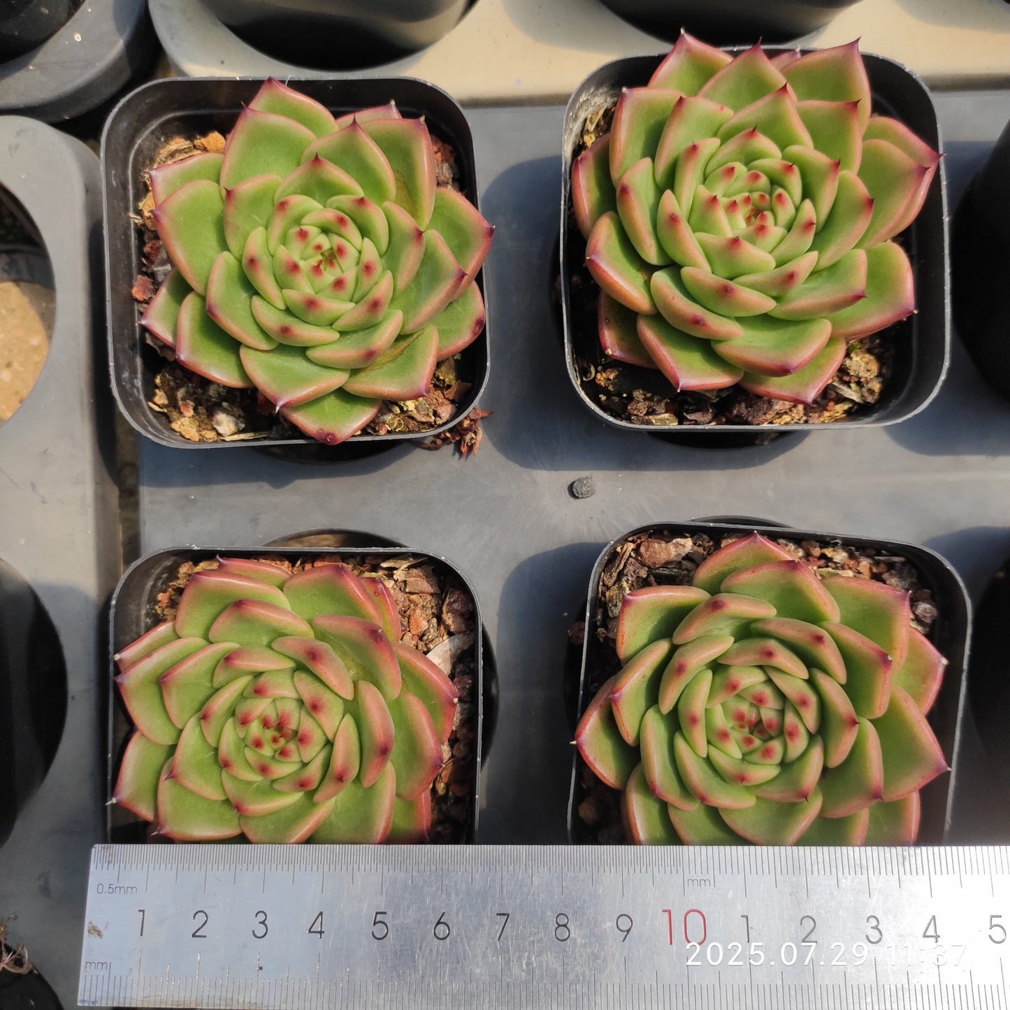 ZZA240 レッド　クリスタル　ローズ(7cm pot)