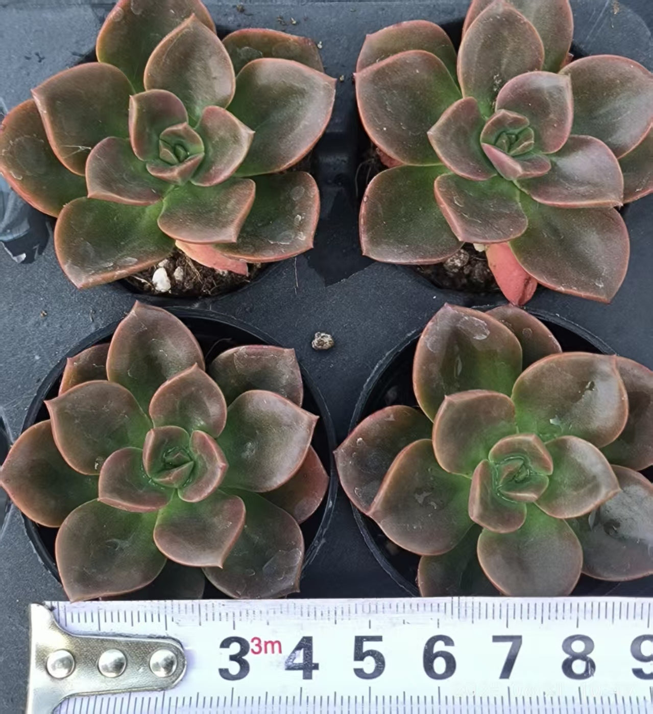 JC134 チョコレート（5cm pot）