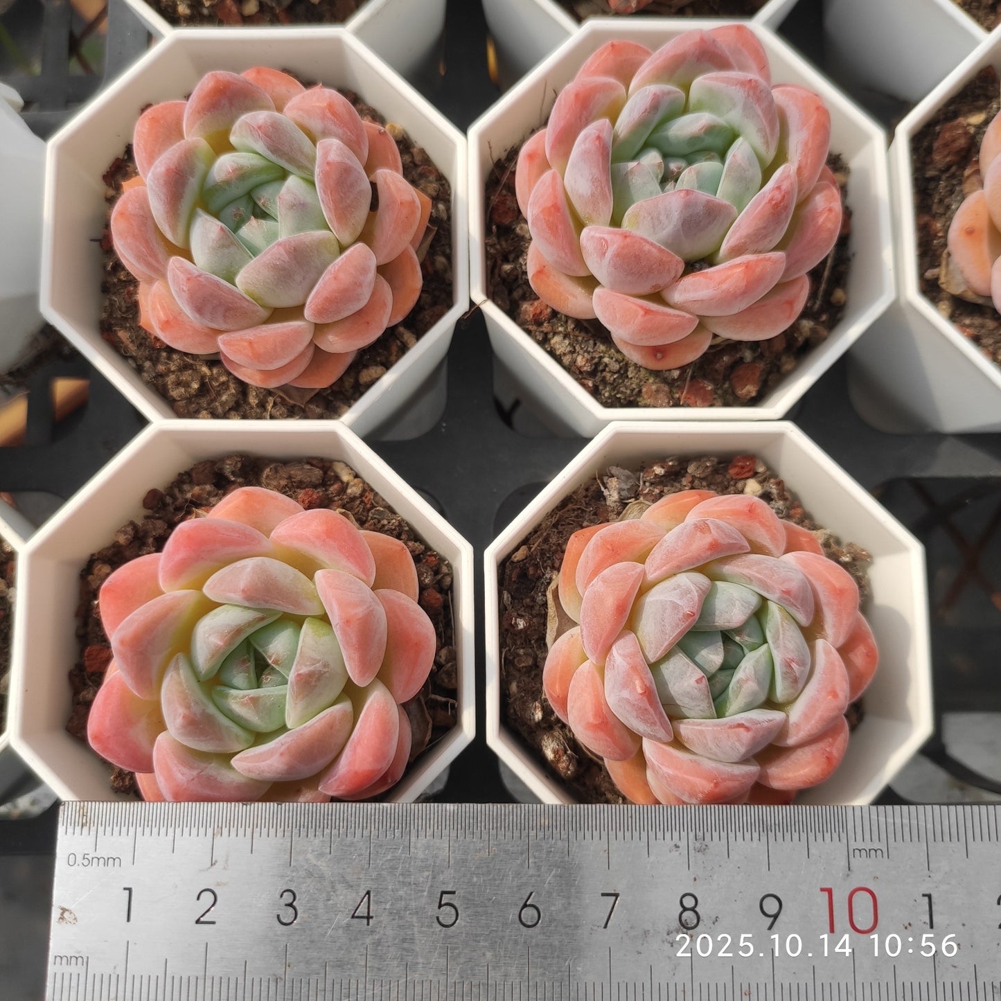 WWA244 ドリームアイス