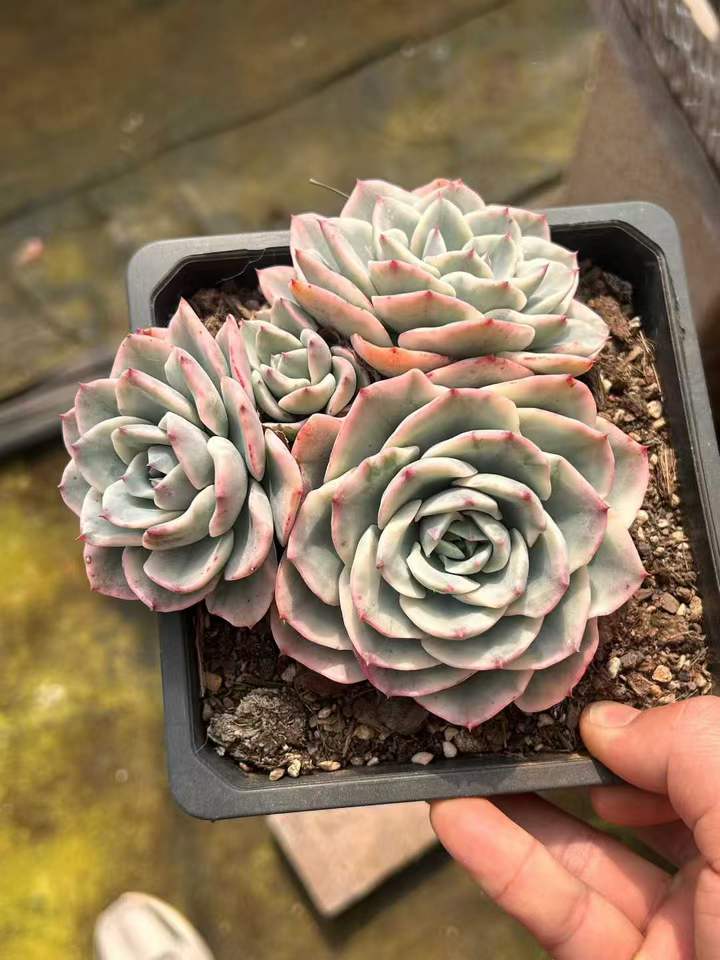 T26452 ピーチス＆クリーム錦