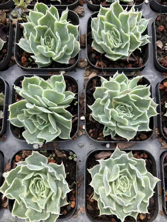 26649 シムランス