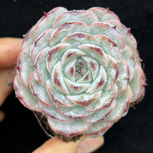 BL2010 ポメグラニットHyb（7cm pot）