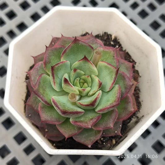 XS750 フラミンゴ （6.5cm pot）