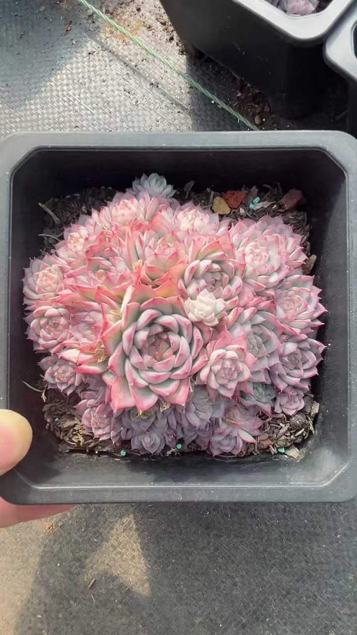 T26405 ラベンダーフェアリー