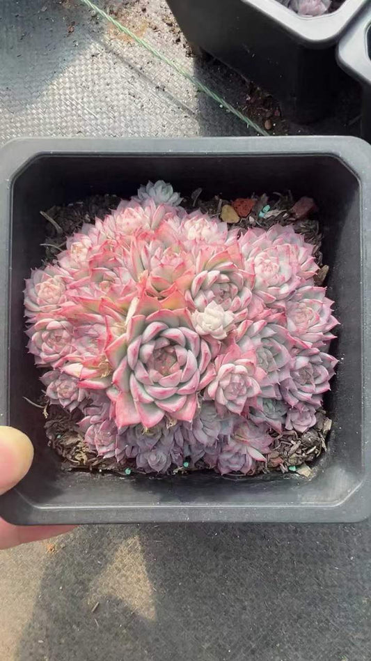 T26405 ラベンダーフェアリー