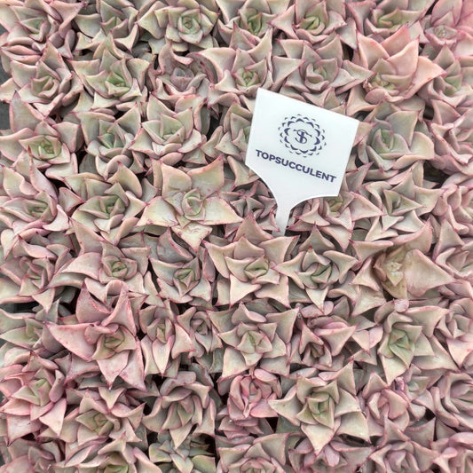 22124  マディバ（3cm pot）（ポット苗）