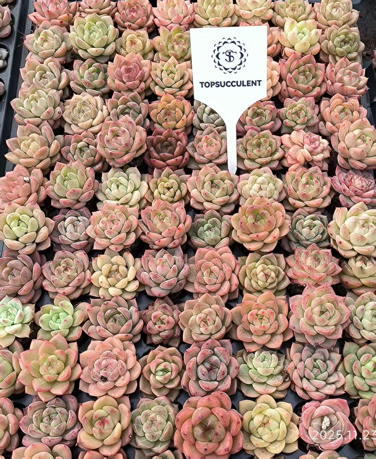 22411 ジェニファーHyb（3cm pot）（ポット苗）