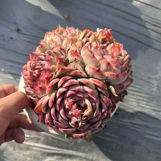 24450 シルエット