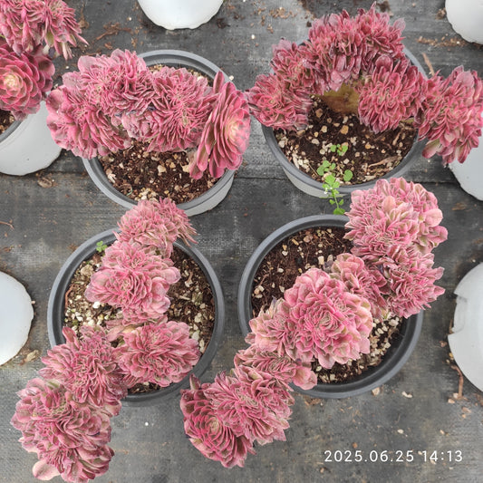 ON596 アエオニウム　ゴージャス綴化（18cm pot）