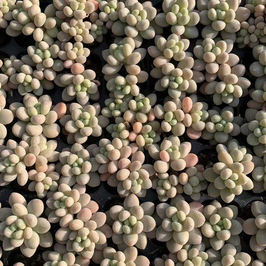 25731 オベフェルム ジェニーHyb