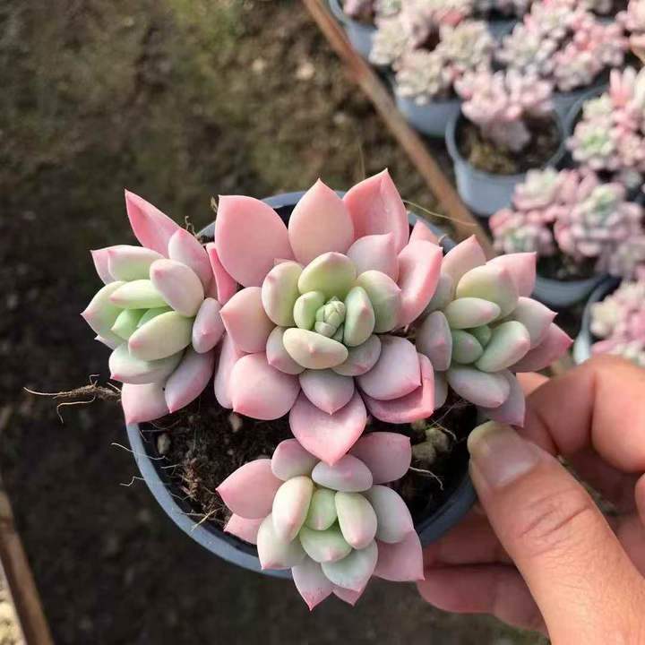 262881 パフュームチャーム