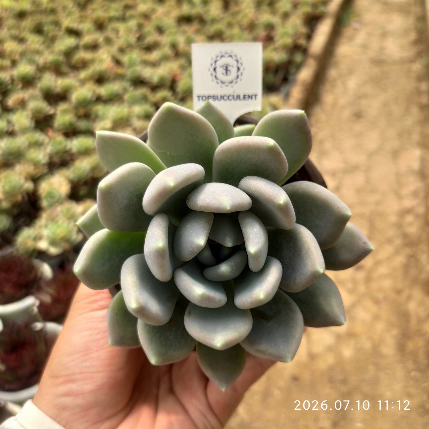 363337 ファット ビューティー