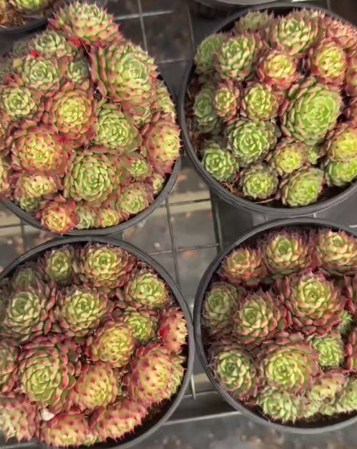 26529 ミニワンビファン