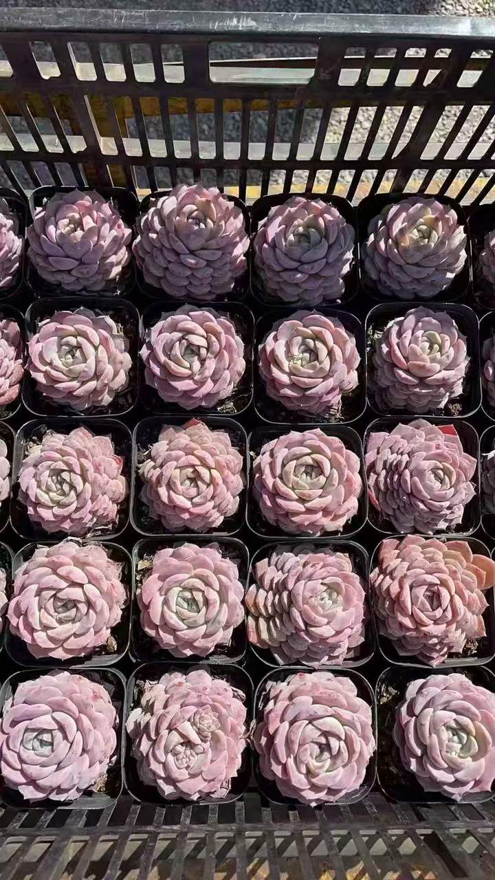 262821 アメイジンググレイス