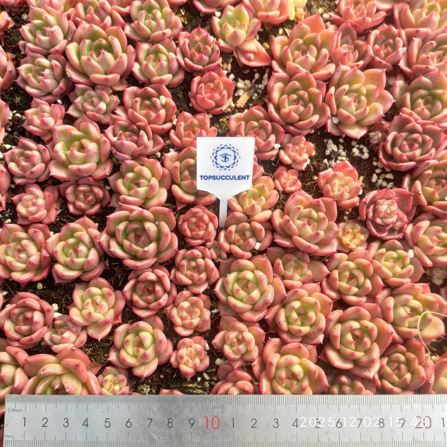 23039 ルージ　アギャボイデズHyb（ポット苗）