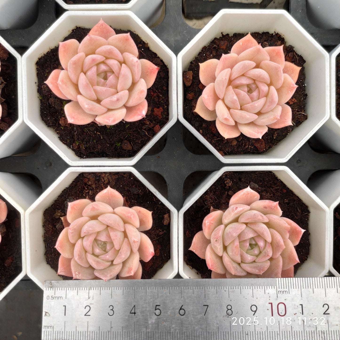 YBB206 ピュアラブ（7cm pot）