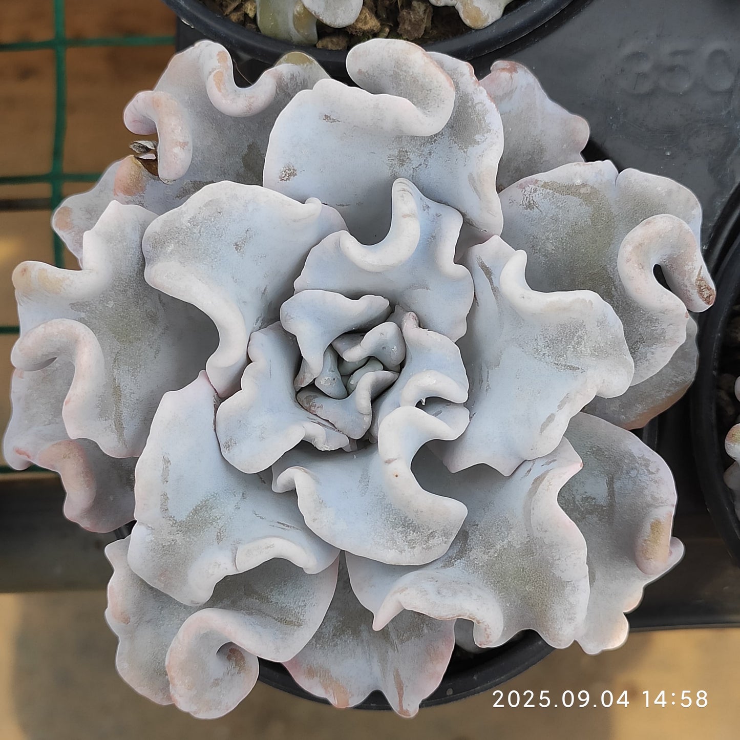 MMY1097 クリスペートビューティ（9cm pot）